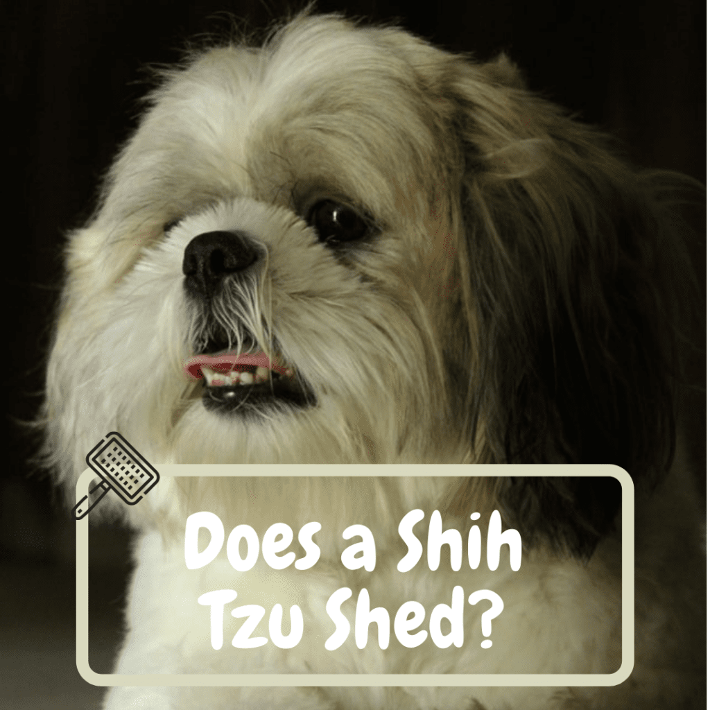 Does A Shih Tzu Shed? 5 Shedding Facts