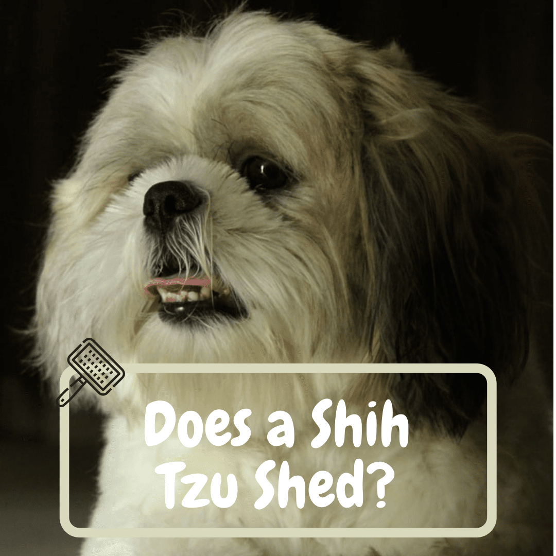 does a shih tzu shed