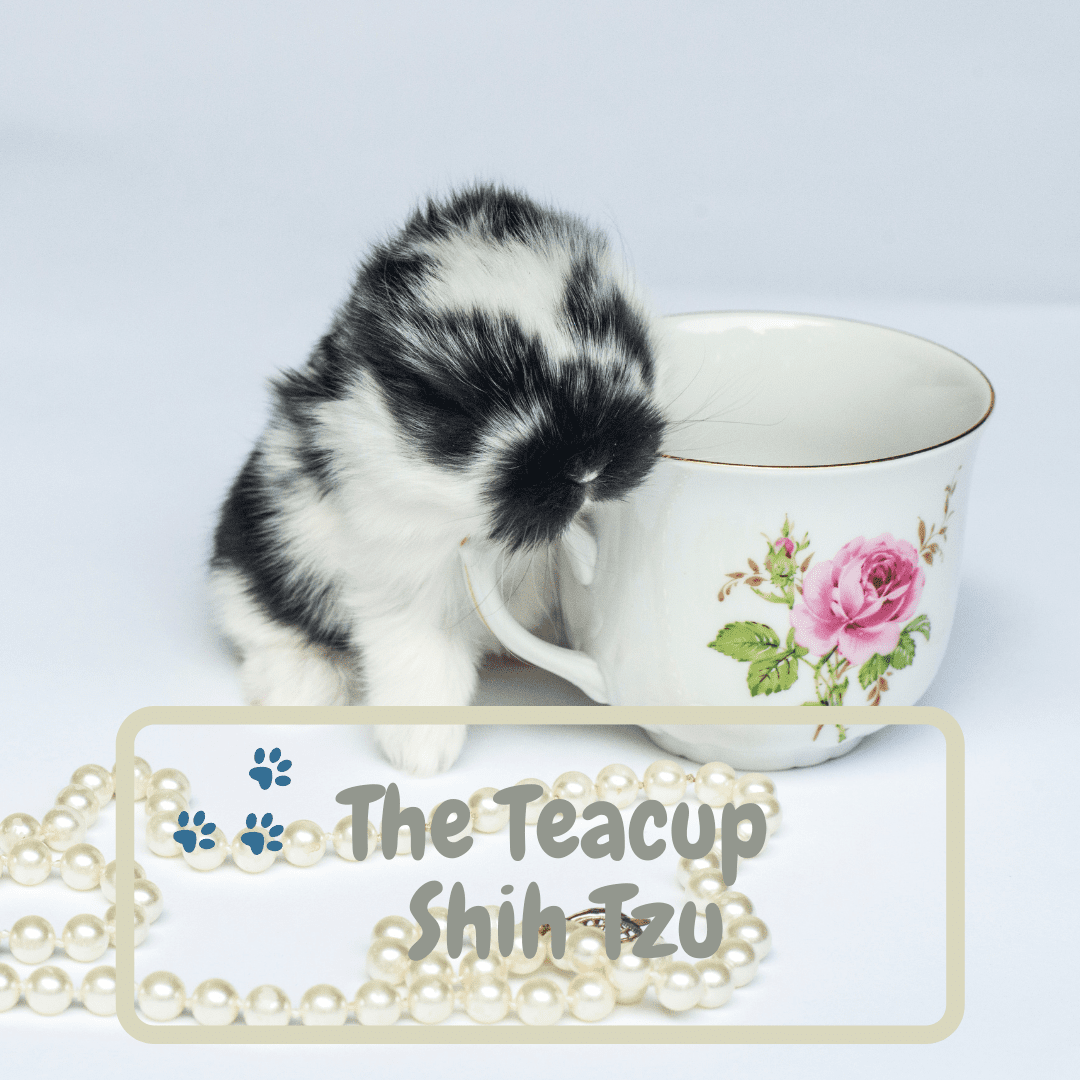 Teacup Shjih Tzu