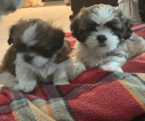 Shih Tzu Price: How Much Does A Shih Tzu Cost? - Shih Tzu Boss