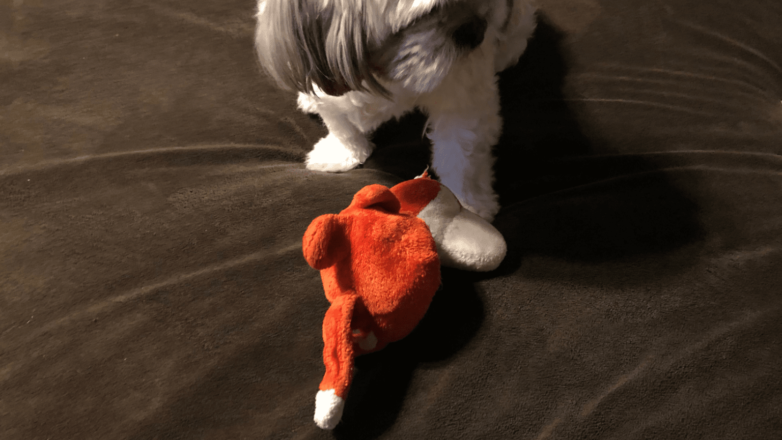 Best Chew Toys For Shih Tzus Shih Tzu Boss