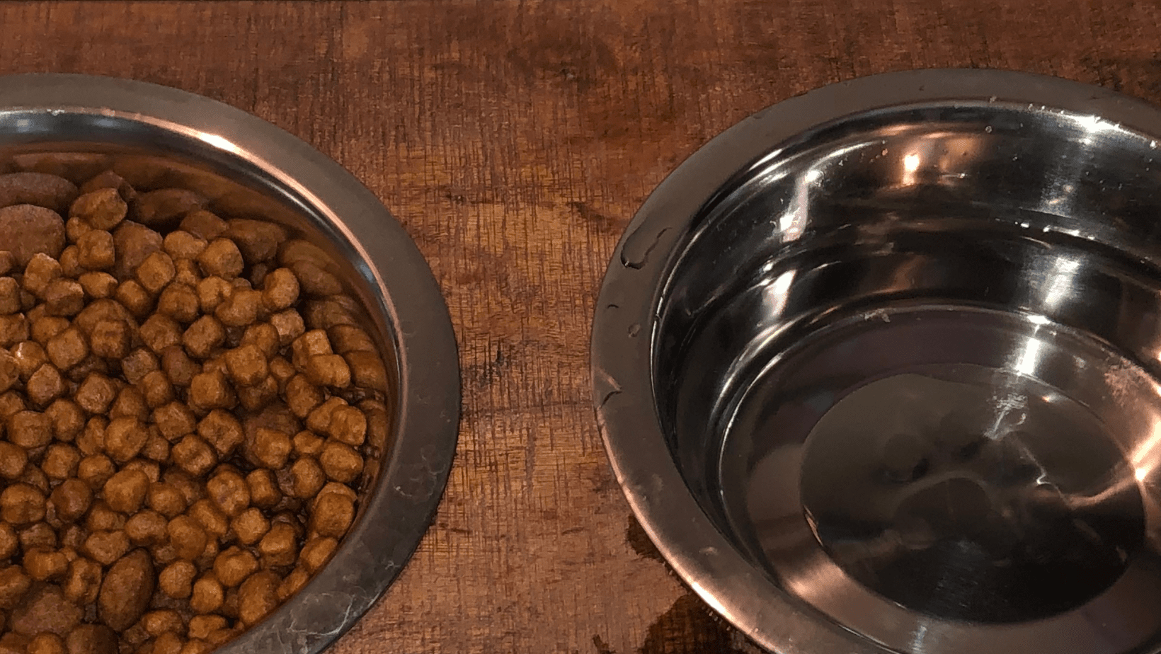 Best Dog Water Dispenser Shih Tzu Boss best-dog-water-dispenser-shih-tzu-boss