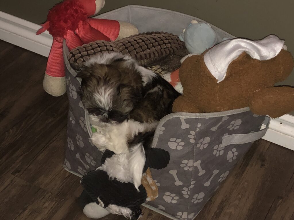 Shih Tzu Puppy Toy Box