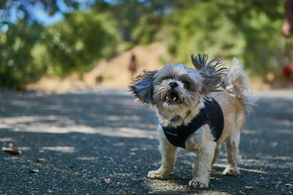 Shih Tzu standing on road barking